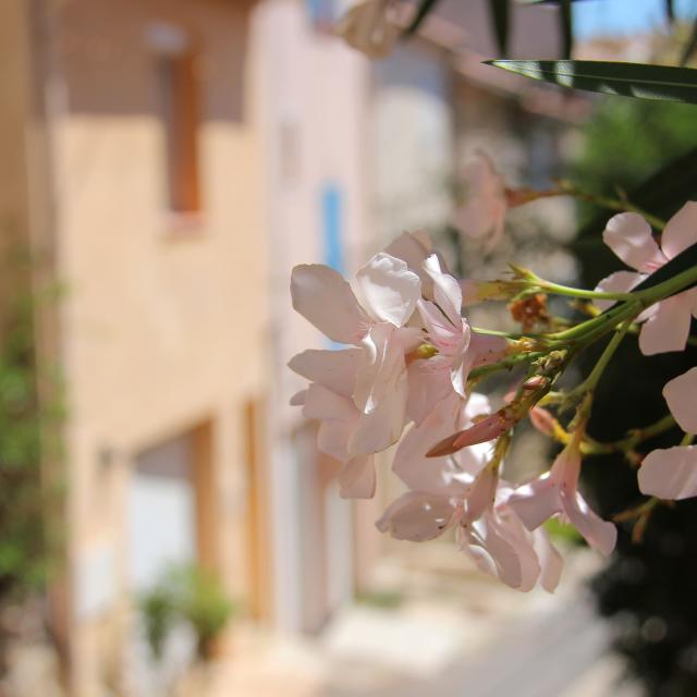 Fleurs Auriol Oti Aubagne