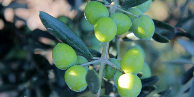 Olives Moulin à Huile Margier Auriol Oti Aubagne