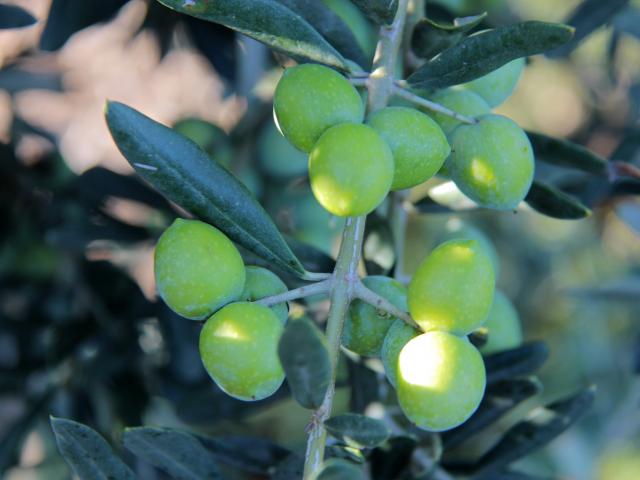 Olives Moulin à Huile Margier Auriol Oti Aubagne