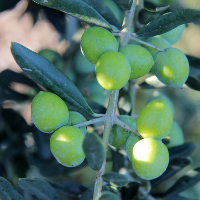 Olives Moulin à Huile Margier Auriol Oti Aubagne