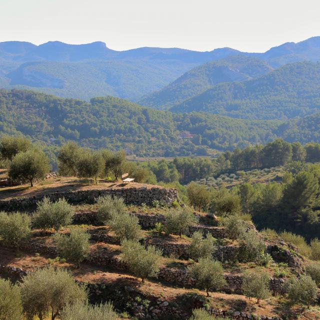 Oliviers Restanques Moulin à Huile Margier Auriol Oti Aubagne