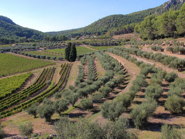 Oliviers Vignes Margier Domaine La Michelle Auriol Oti Aubagne