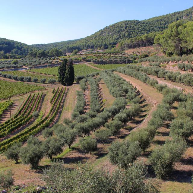 Oliviers Vignes Margier Domaine La Michelle Auriol Oti Aubagne