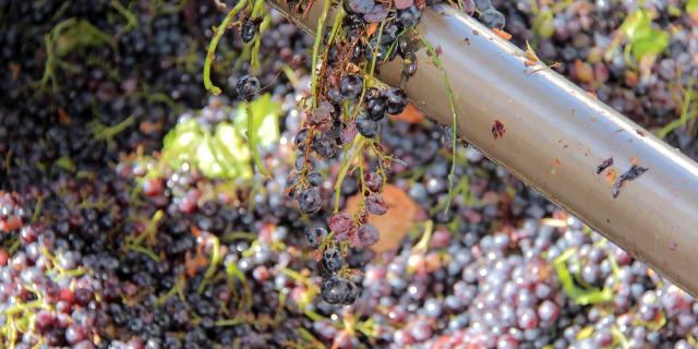 Raisins Terroir Vignerons Du Garlaban Auriol Oti Aubagne