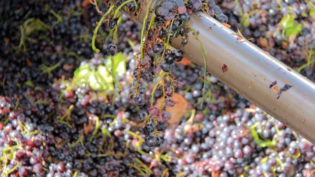 Raisins Terroir Vignerons Du Garlaban Auriol Oti Aubagne