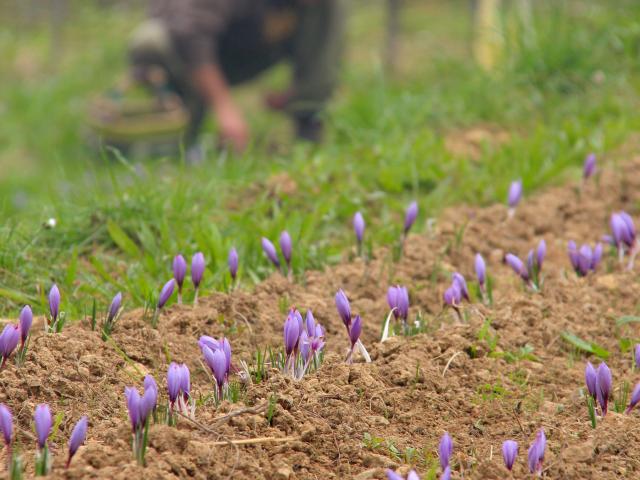 Terroir Exploitation Producteur Terre De Safran Roquevaire Oti Aubagne