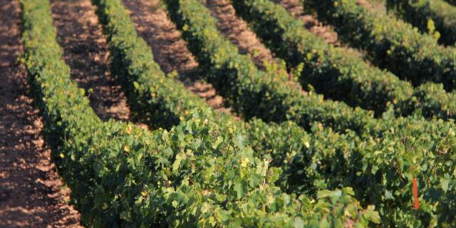 Vignes Terroir Domaine La Michelle Auriol Oti Aubagne