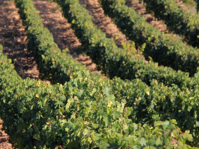 Vignes Terroir Domaine La Michelle Auriol Oti Aubagne