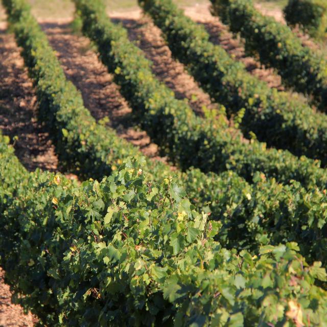 Vignes Terroir Domaine La Michelle Auriol Oti Aubagne