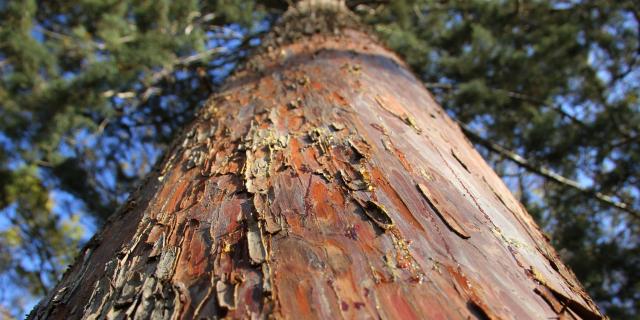 Arbre écorce nature Massif de L'Étoile OTI_Aubagne