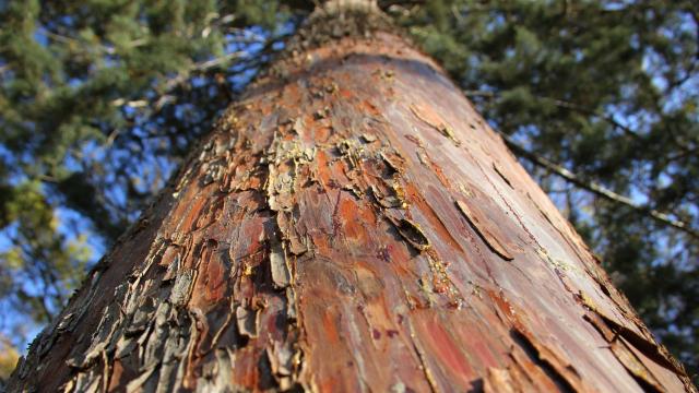 Arbre écorce nature Massif de L'Étoile OTI_Aubagne