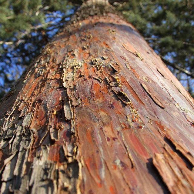 Arbre écorce nature Massif de L'Étoile OTI_Aubagne