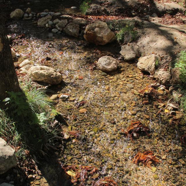 Automne Nature Ruisseau Feuilles Sainte Baume Oti Aubagne