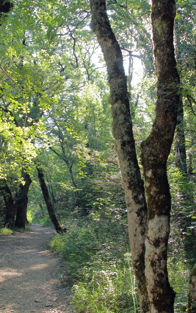 Balade Nature Foret Sainte Baume Source Des Nayes Oti Aubagne