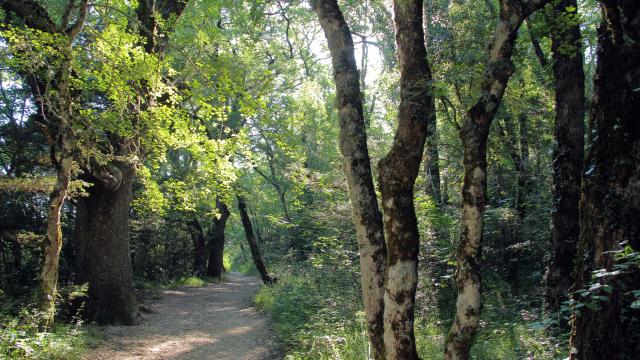 Balade Nature Foret Sainte Baume Source Des Nayes Oti Aubagne