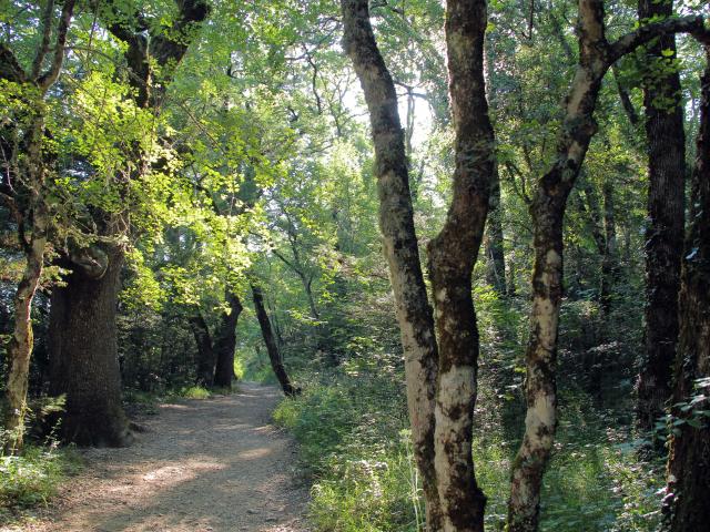 Balade Nature Foret Sainte Baume Source Des Nayes Oti Aubagne