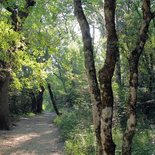 Balade Nature Foret Sainte Baume Source Des Nayes Oti Aubagne