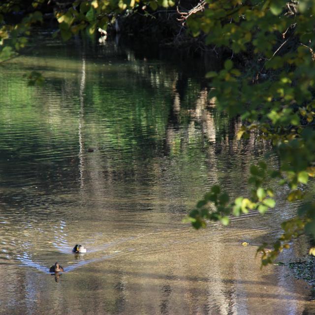 Canards Huveaune Nature Oti Aubagne