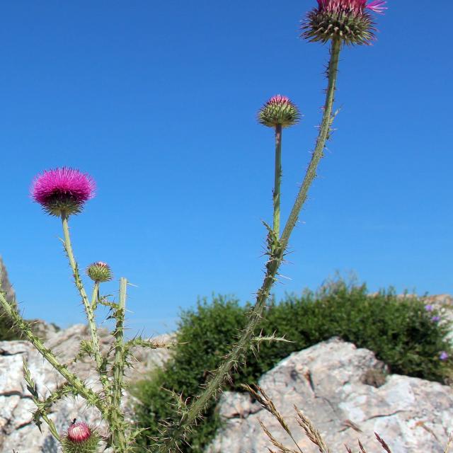 Chardons Fleur Roche Sainte Baume Oti Aubagne