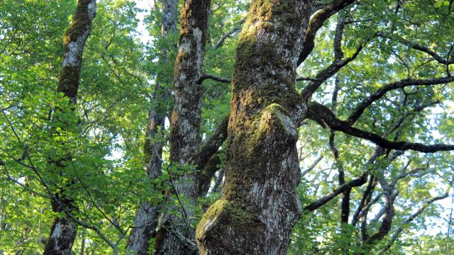 Chenes Foret Sainte Baume Oti Aubagne