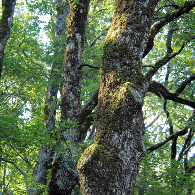 Chenes Foret Sainte Baume Oti Aubagne