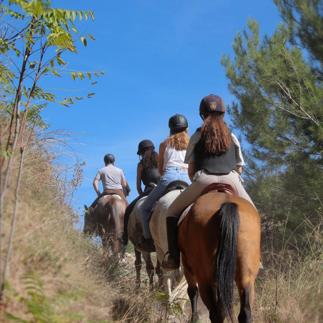 Equitation Sport Cavalier Pinède Balade La Provence A Cheval Oti Aubagne