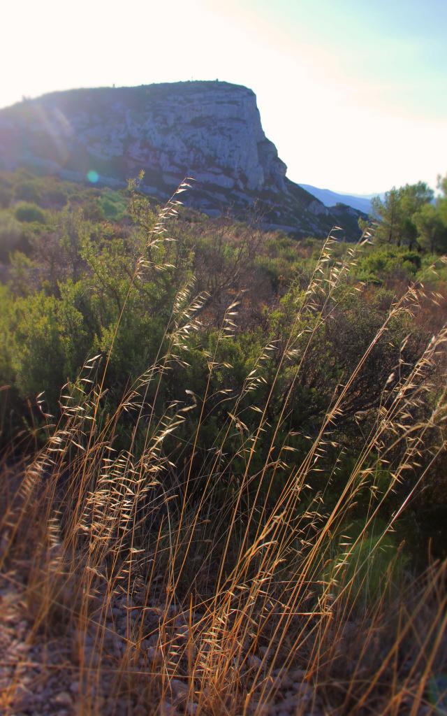 Fleurs Garlaban Massif De L'etoile Nature Oti Aubagne