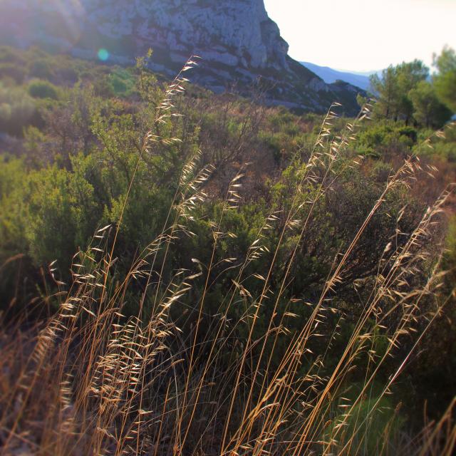 Fleurs Garlaban Massif De L'etoile Nature Oti Aubagne