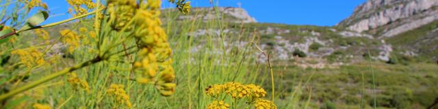 Fleurs Massif De L'etoile Nature Oti Aubagne