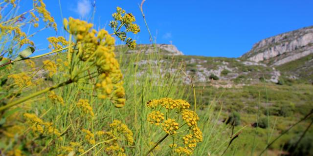 Fleurs Massif De L'etoile Nature Oti Aubagne