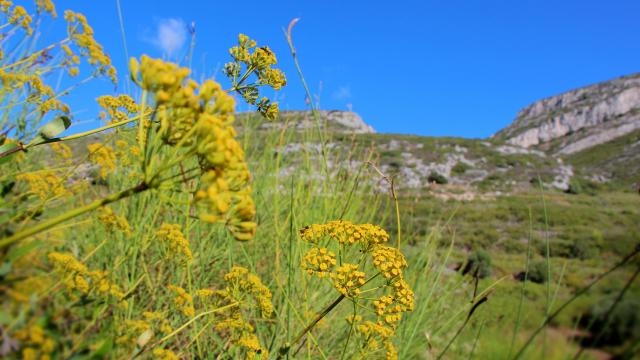 Fleurs Massif De L'etoile Nature Oti Aubagne