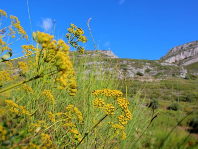 Fleurs Massif De L'etoile Nature Oti Aubagne