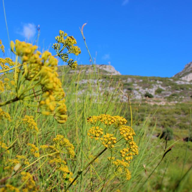 Fleurs Massif De L'etoile Nature Oti Aubagne