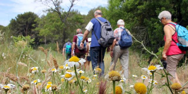 Fleurs Randonneurs Massif Etoile Randonnee Oti Aubagne