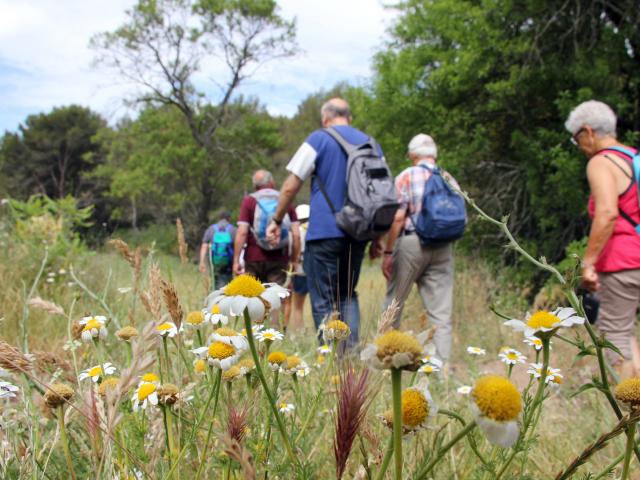 Fleurs Randonneurs Massif Etoile Randonnee Oti Aubagne