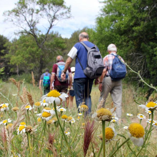 Fleurs Randonneurs Massif Etoile Randonnee Oti Aubagne