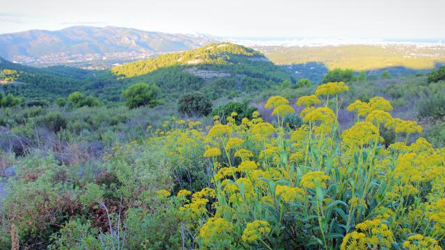 Garrigue Fleurs Massif De L'etoile Nature Oti Aubagne