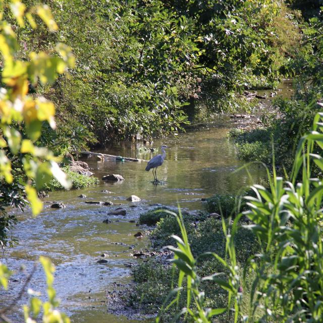 Heron Fleuve Huveaune Nature Oti Aubagne