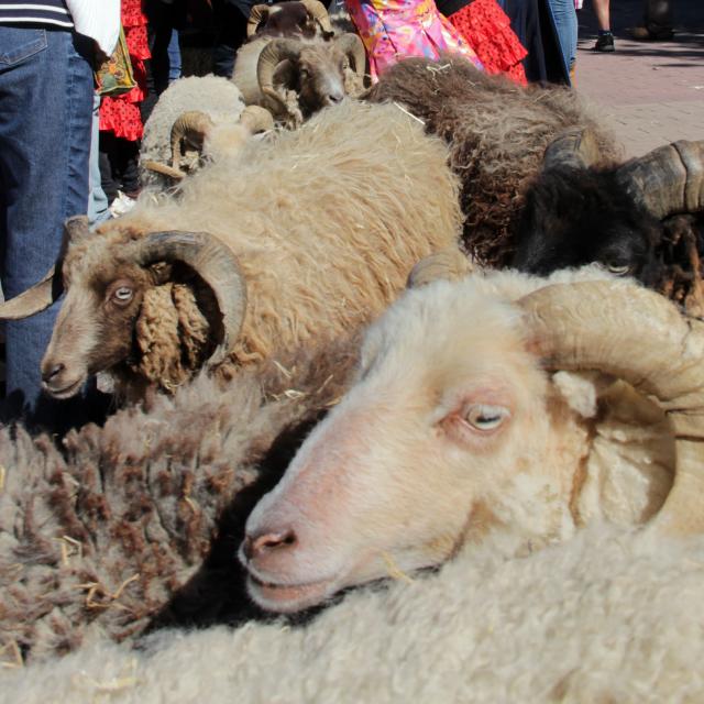 Moutons 1895 Belle Epoque Aubagne Oti Aubagne