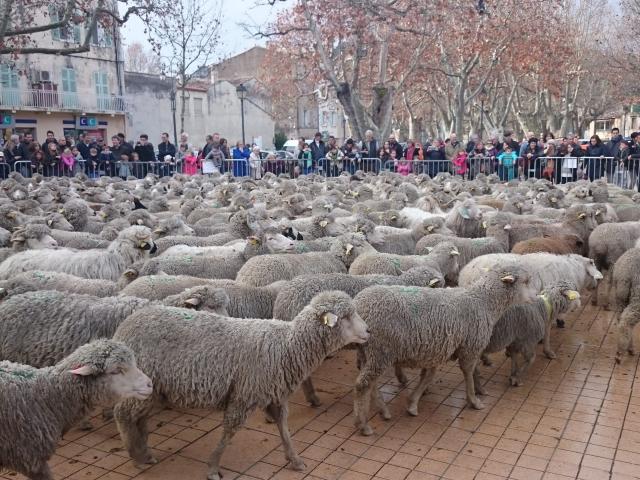 Moutons Auriol Transhumance Oti Aubagne