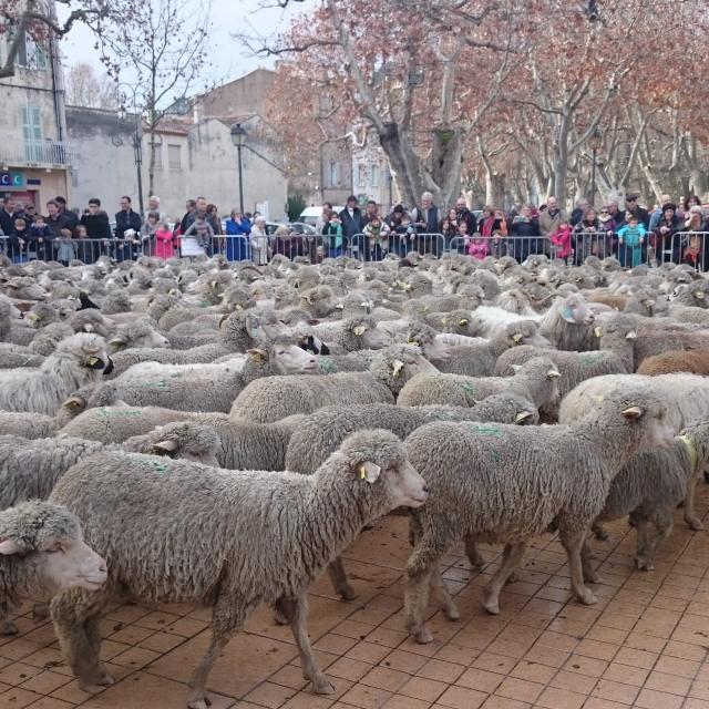 Moutons Auriol Transhumance Oti Aubagne