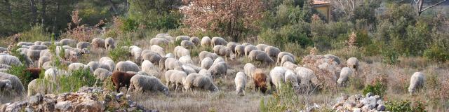 Nature Moutons Transhumance Oti Aubagne