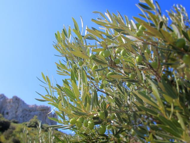 Olivier Massif De L'etoile Nature Oti Aubagne