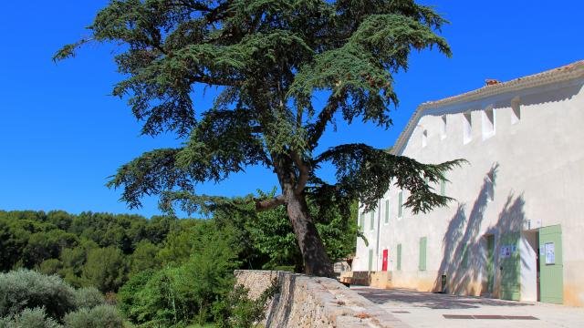 Oliviers Cedre Murier Arbres Bastide Parvis Font De Mai Oti Aubagne