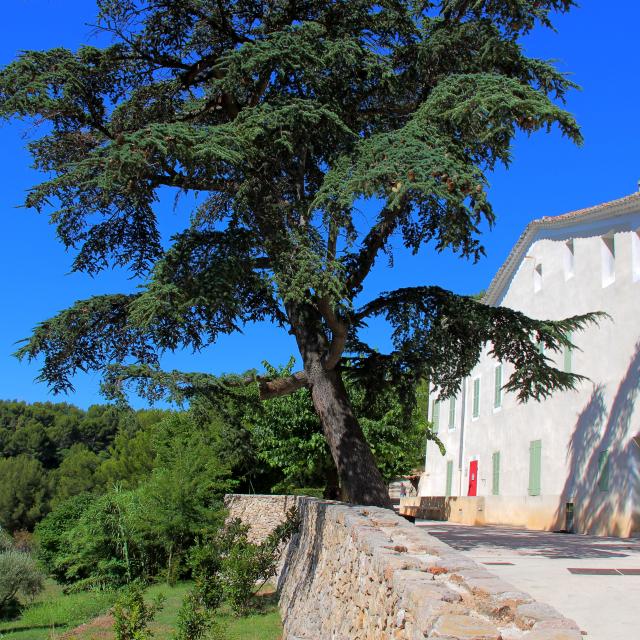 Oliviers Cedre Murier Arbres Bastide Parvis Font De Mai Oti Aubagne