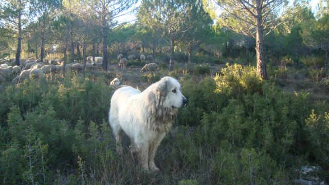 Patou Moutons Transhumance Oti Aubagne