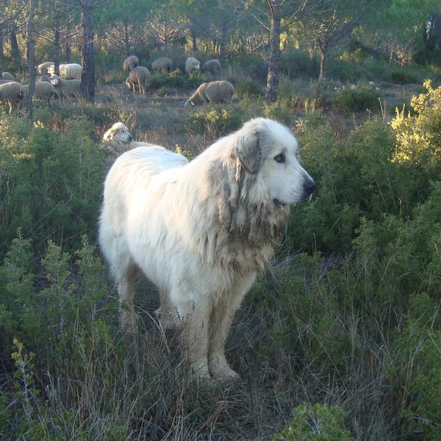 Un chien de race Patou, à la robe blanche et épaisse, garde les moutons lors des transhumances du Pays d'Aubagne et de l'Étoile.