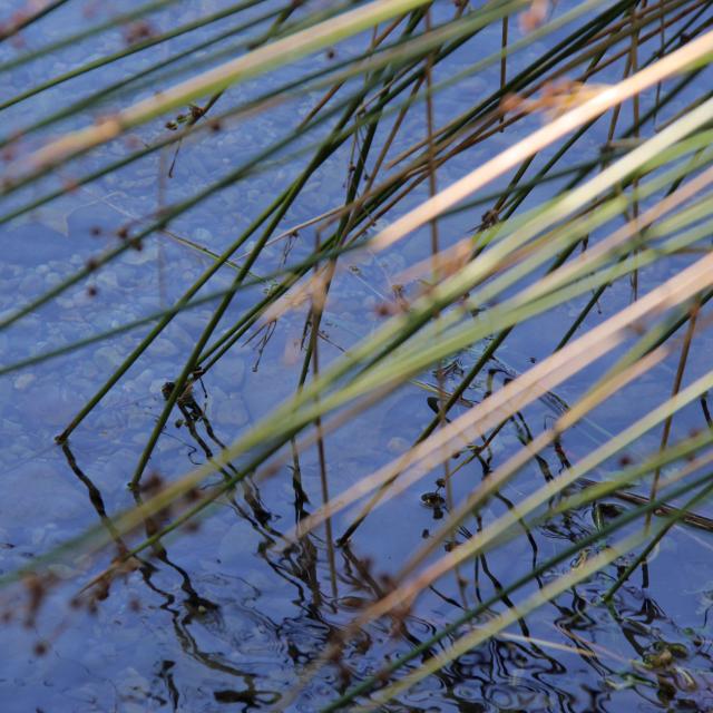 Roseau Ruisseau Nature Sainte Baume Oti Aubagne