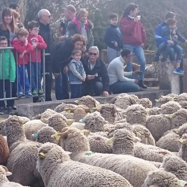 Transhumance Moutons Belcodene Oti Aubagne