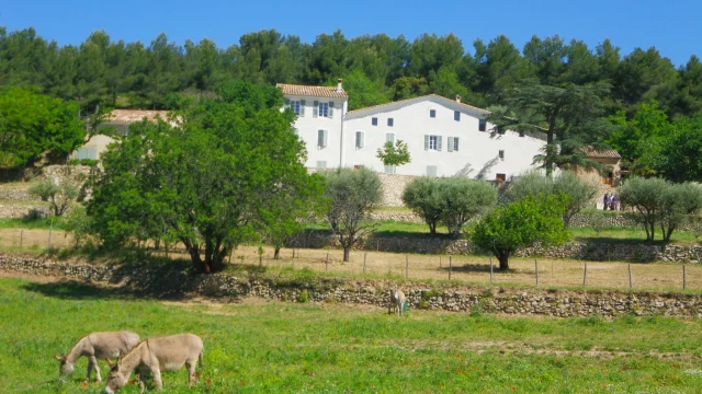 Ânes dans le pré de la Font de Mai